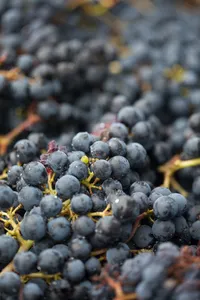 Grappes de Merlot