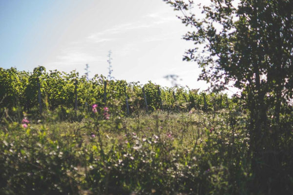 Vignes en bio
