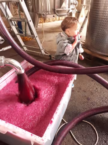 Vinification du rouge - remontage