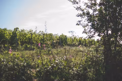 Vignes en bio