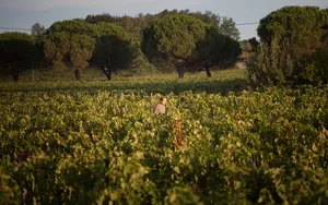 Gérald Standley dans les vignes de Château Terrasson