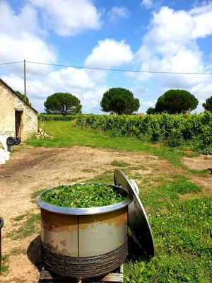 Phytothérapie (EFO d'orties) au château Terrasson