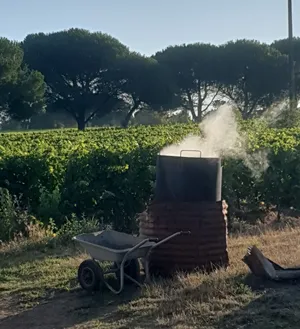 Décoction de prêle au Château Terrasson