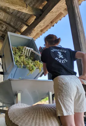 Alix Standley à la réception de vendange des blancs