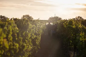 Vendanges à la main au Château Terrasson