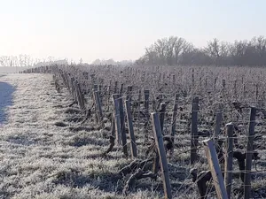 Vignes du château Terrasson en hiver