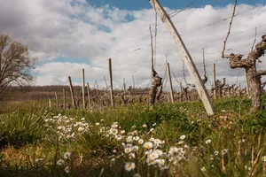 Vignes au Château Terrasson