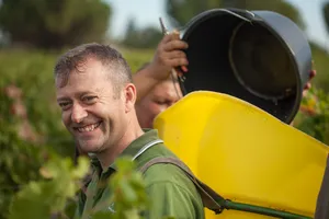 Vendanges à la main au Château Terrasson